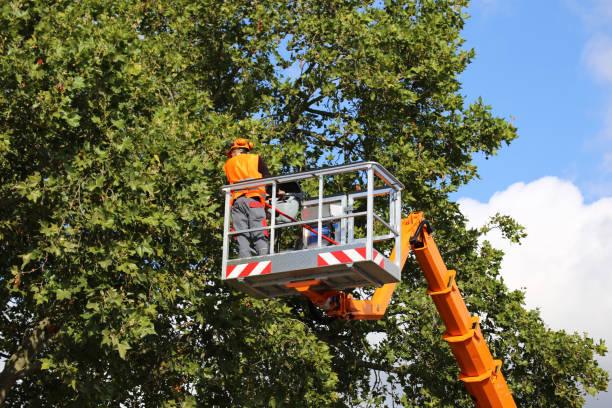 Crawfordville, FL Tree Care Services Company