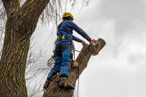 How Our Tree Care Process Works  in  Crawfordville, FL